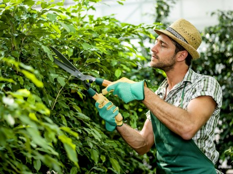 Crew providing a free on-site hedge trimming quote in Gipsy Hill